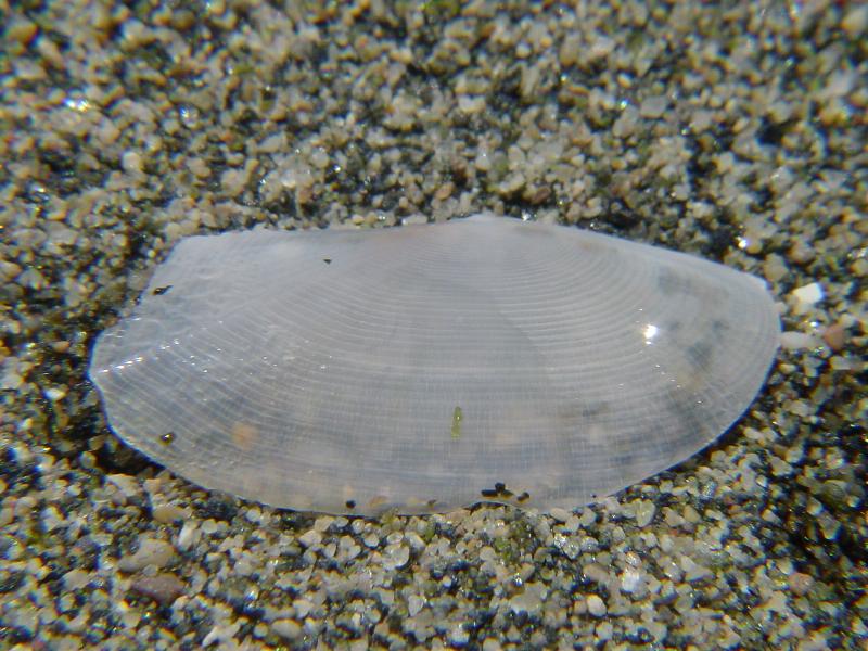 Gari fervensis